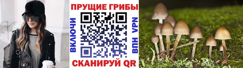 Галлюциногенные грибы Cubensis kraken как зайти Заречный